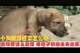 小狗腿部感染怎么办？看印度这么处理，用镊子把蛆虫夹出来视频封面