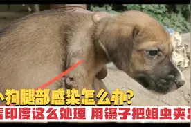 小狗腿部感染怎么办？看印度这么处理，用镊子把蛆虫夹出来视频封面