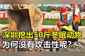 深圳挖出一条50斤冬眠蛇，没有任何反击，冬眠蛇真的不咬人吗？视频封面