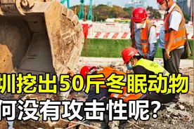深圳挖出一条50斤冬眠蛇，没有任何反击，冬眠蛇真的不咬人吗？视频封面
