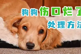 狗狗伤口烂了处理方法视频封面