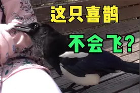 这只喜鹊不仅不怕人还不会飞？视频封面