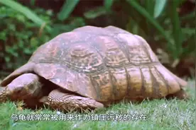 盘点趣闻趣事：世界上最大的乌龟，重达1吨！嘴巴里还藏着秘密视频封面