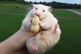 巨型仓鼠出门吃花生