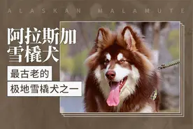 阿拉斯加雪橇犬——最古老的极地雪橇犬之一视频封面