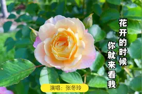 张冬玲一首《花开的时候你就来看我》歌声深情感人，超好听！视频封面