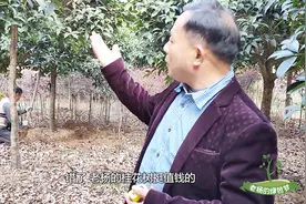 种树也能种出名堂！老杨一棵10公分的桂花树卖2500？国家级认证的视频封面