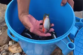 一个老地方 大眼鱼狂拉的地方，溪哥个头不大但是数量比较多视频封面