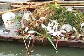 江苏南京：放生变“杀生”！玄武湖竟现上百条死鱼视频封面