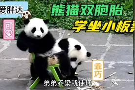 熊猫双胞胎姐弟学习坐小板凳，小模样一个比一个可爱！视频封面