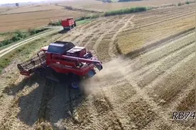国外大型农场收割水稻，就像收割小麦一样，使用大马力联合收割机视频封面