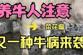 养牛人要注意，牛身上长出“菜花”状的肉瘤，如何处理和治疗视频封面