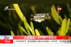 黄花夜摘！未开放花苞的黄花才是高品质