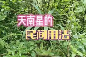 天南星一真不受人喜欢，但是懂它这三个妙用的人，却把它当宝贝！视频封面