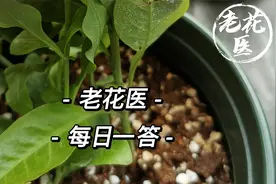 茉莉一个多月不长怎么回事？蓝雪花叶子背面是白粉病吗？每日一答视频封面