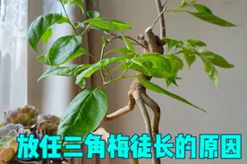 三角梅徒长严重，我却很开心，因为目的不是为了开花视频封面