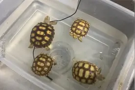 小小苏卡达泡泡热水澡，排酸还是挺简单的视频封面
