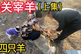 内蒙羊贩子宰羊全过程，6个小时宰4只，看看100斤的羊能出多少肉视频封面