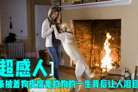 看似一条披着狗皮的魔鬼实则有它的人生意义，背后故事让人深思视频封面