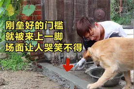 农村小伙加固农舍门槛，狗狗努力帮倒忙，真是让人哭笑不得视频封面