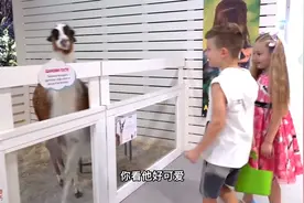 小女孩养了一只小黑猪做宠物,难道那是长不大的小香猪吗！