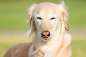 狗狗反群一个多月了需要该怎么办？视频封面