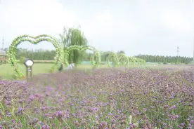 马鞭草，外形很像薰衣草，可供药用视频封面