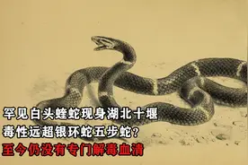 罕见白头蝰蛇现身湖北十堰，毒性远超银环蛇？至今仍没有解毒血清视频封面