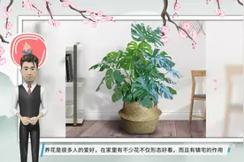 5种“镇宅花”，霸气十足，还特别好养，看看你家里养了没视频封面