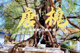 淄博博山，源泉麻庄有四宝，其中的唐槐，可能是淄博最古老的国槐视频封面