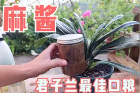 一勺“麻酱”加花盆里，君子兰半年蹿了3对叶，拦都拦不住视频封面