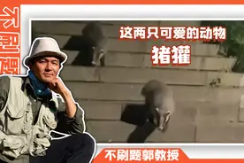 鲁迅《故乡》里面的猹，就是它，猪獾视频封面