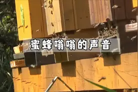 蜜蜂嗡嗡的声音，放松的自然之声视频封面