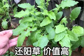 今天终于找到“还阳草”，酷似蒲公英价值高，30元一斤野菜奢侈品视频封面