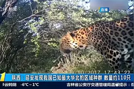 约110只！陕西延安子午岭林区发现我国已知最大华北豹区域种群视频封面