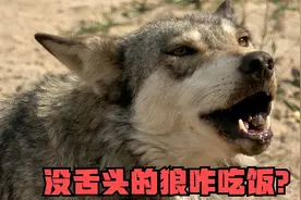 没舌头的狼咋吃饭？狼崽讨好大狼被咬下舌头，吃食物生吞口水直流