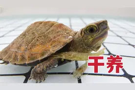 龟龟干养怎么做？需要注意哪些问题？3种方法分享给你！视频封面