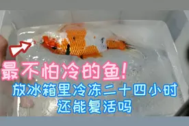 锦鲤号称最不怕冷的鱼？把它放冰箱里冷冻二十四小时会怎么样视频封面
