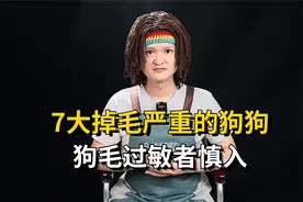 7大掉毛严重的狗狗，狗毛过敏者慎入！视频封面