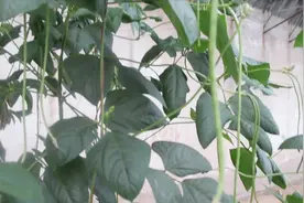 种了20年豆角，原来浇水方法错了，难怪结的很少视频封面