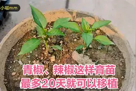 楼顶种菜：青椒辣椒这样育苗，最多20天就可以移植，长得又快又壮视频封面