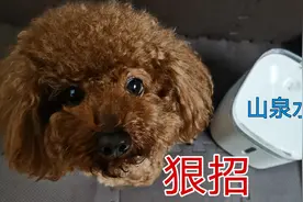 狗狗不爱喝水，主人脑洞大开，这个方法太绝了