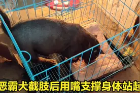 美国恶霸犬被截肢后，用嘴顶地支撑着身体努力的一次次站起来