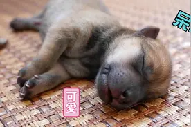 刚出生5个小时的小奶狗，争先恐后的抢奶喝，样子萌翻了