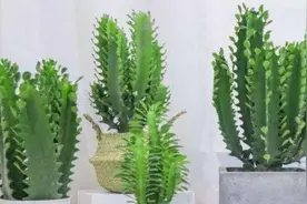 家庭养龙骨，其实很简单，记住1个“关键点”，长得又粗又高！视频封面