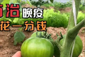 番茄"晚疫"咋治？教你一招！不花一分钱，农民快学学视频封面