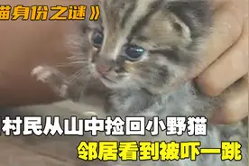 四川村民从山中捡回可爱小野猫，邻居看到被吓一跳，慌忙建议上报视频封面