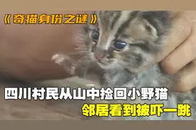 四川村民从山中捡回可爱小野猫，邻居看到被吓一跳，慌忙建议上报视频封面