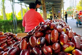 水果界的“营养全能冠军”，1000多年种植历史，宁夏灵武长枣熟了视频封面