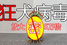 【微观世界】小伙把狂犬病毒放大50000倍？整的太狠了吧？视频封面